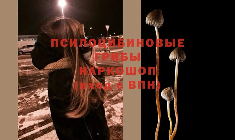 Галлюциногенные грибы Psilocybine cubensis  Сертолово 